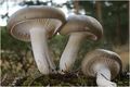 Hygrophorus agathosmus
